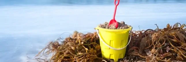 Algopack transforme les algues en plastique biodégradable