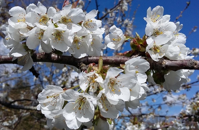 merisier fleur