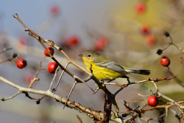 pommier sauvage oiseau