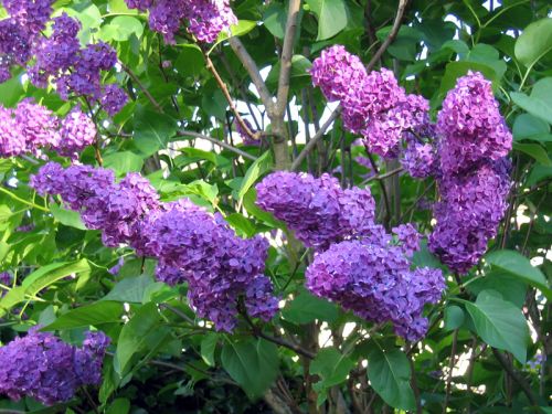 syringa vulgaris fleur lilas