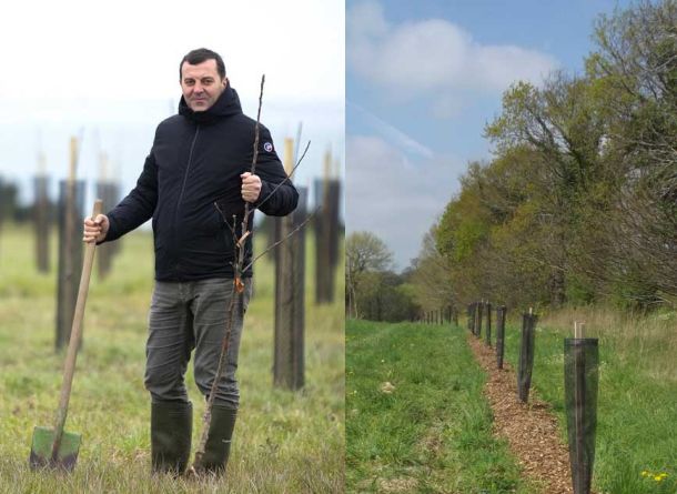 plantation arbre haie bocage